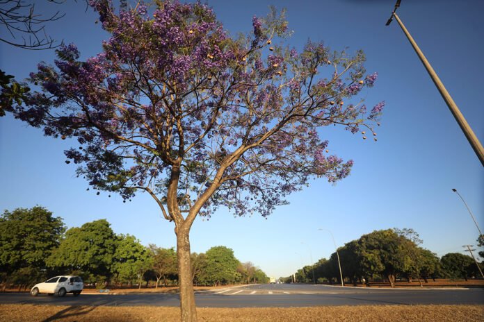Jacaranda - Dentro (1)