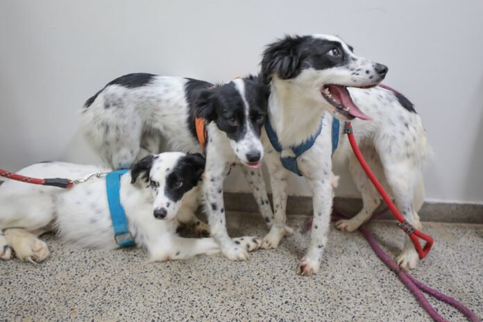 Joel Rodrigues Agência Brasília1