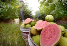 Feira da Goiaba agita Brazlândia com shows e gastronomia a partir de sábado