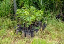 Ação integrada do GDF com o governo federal aposta na recuperação de nascentes