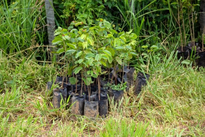 1º.4. Foto Divulgação Seagri-DF