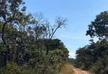 Fêmea de veado-catingueiro recebe alta do Hfaus e volta à natureza