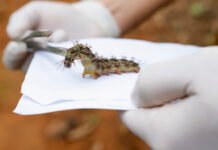 Lagartas são recolhidas no Lago Sul para produção de soro antiveneno