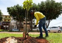 Dia de Plantar uma Muda Nativa do Cerrado: ação planeja chegar a 150 mil mudas até 2030