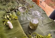 Moradores do Lago Oeste vivem experiência da agroecologia e conhecem poder terapêutico de plantas