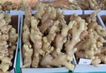 Gengibre ganha data oficial no DF e reforça protagonismo de produtores da raiz