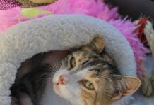 Aplicativo reúne cães e gatos resgatados à espera de um novo lar