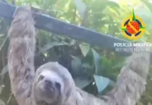 Bicho-preguiça sai de residência no Lago Sul e alcança habitat natural