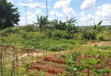 Horta Comunitária do Guará transforma terreno abandonado em espaço de acolhimento, alimento e esperança