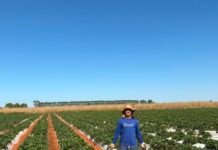 Do campo à mesa