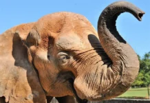 Mulher invade recinto do elefante Chocolate no zoo do DF