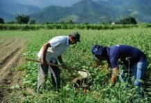 DF orienta como regularizar ocupação de área rural