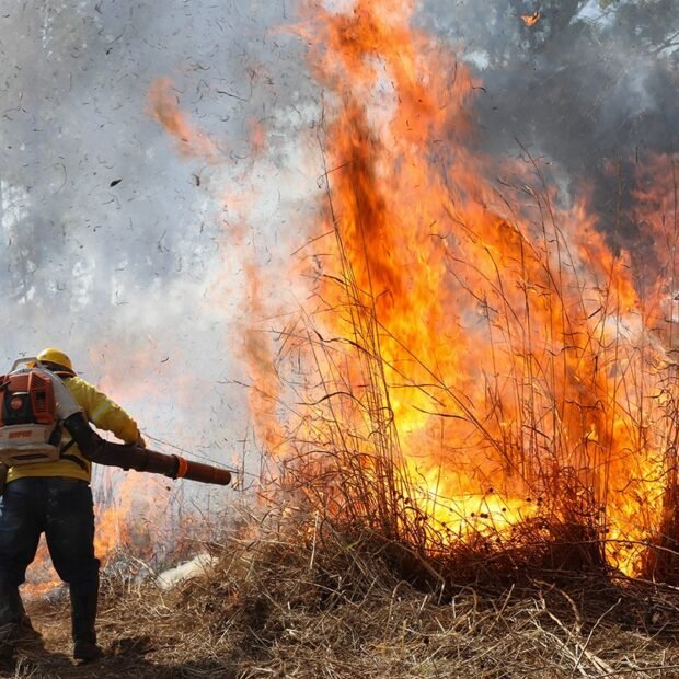 chamas-incendio-florestal-620x620