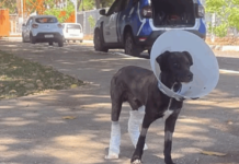 Cachorro resgatado de incêndio no DF tem 55% do corpo queimado