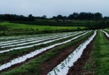 Campo do DF ganha produtividade e movimenta R$ 1,88 bilhão em 2025