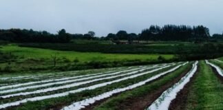 Campo do DF ganha produtividade e movimenta R$ 1,88 bilhão em 2025