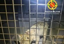 Cachorro-do-mato ferido é resgatado em chácara no Park Way