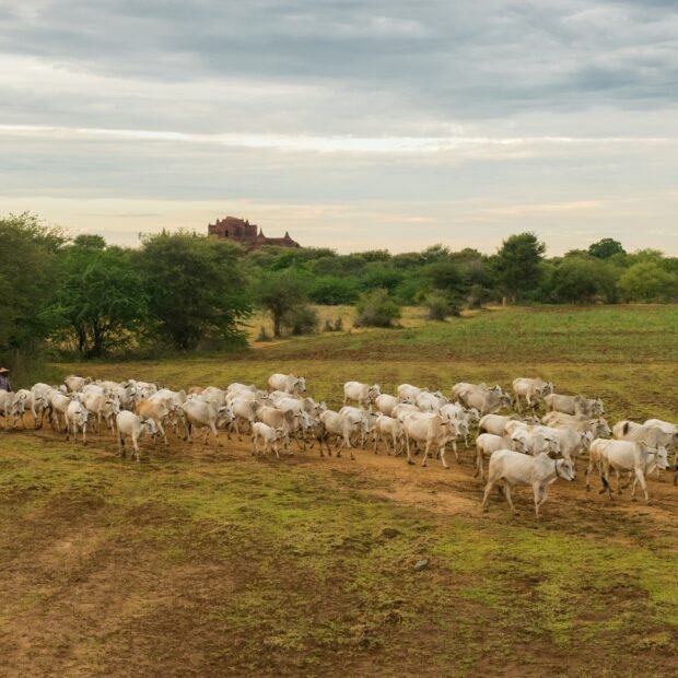 A peaceful laid-back sunset with a herd of zebu cattle n Myanmar