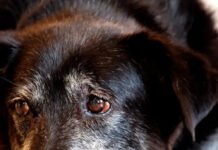 Pets ajudam a tornar a vida de idosos mais ativa e sociável, mas ter um animal exige responsabilidade